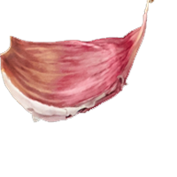 garlic